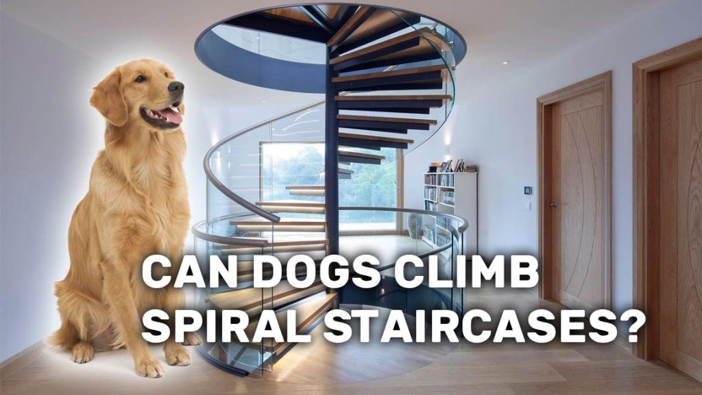 Can Dogs Climb Spiral Staircases